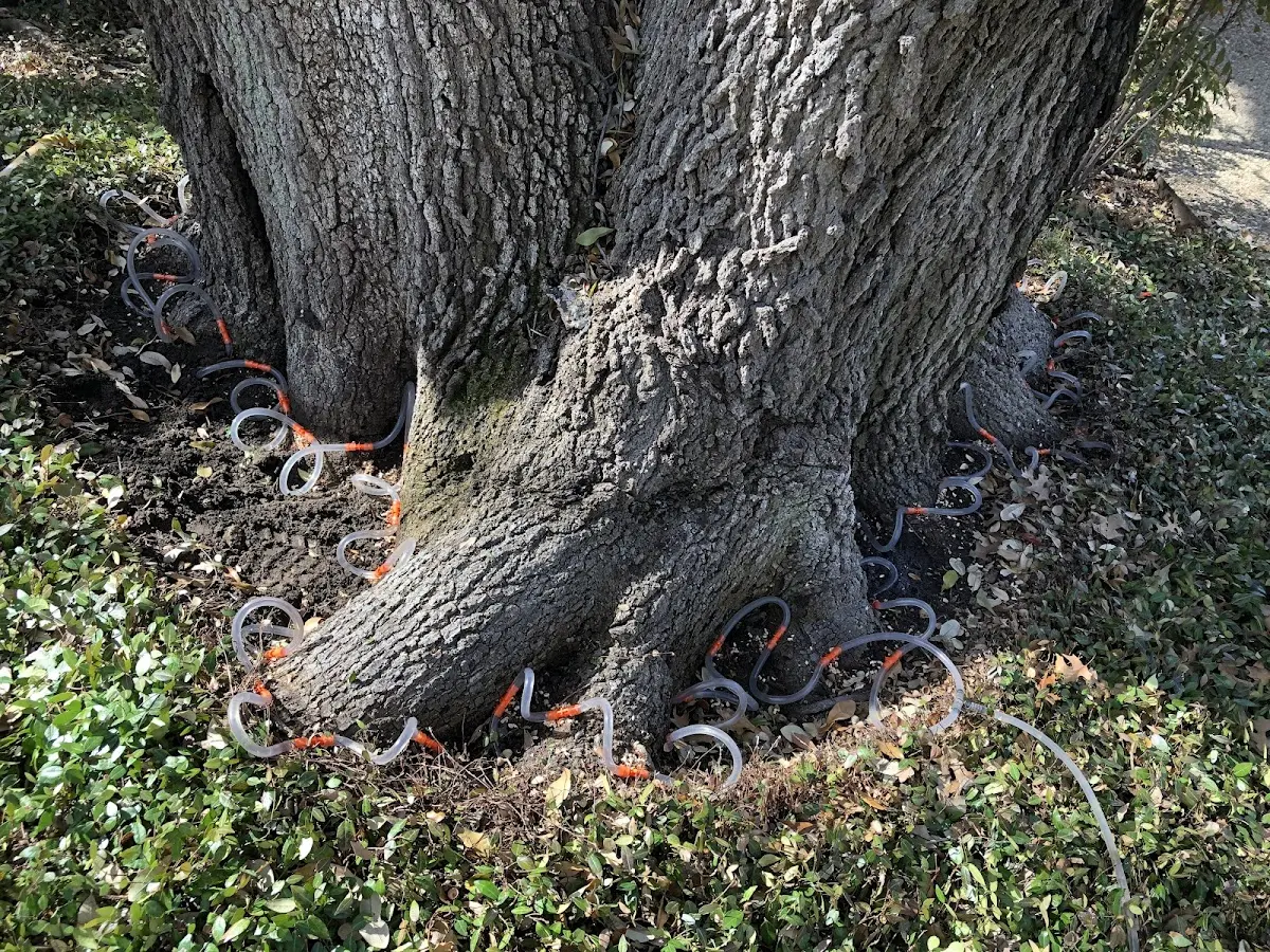 Detailed Tree Cabling and Bracing job site in Chadron