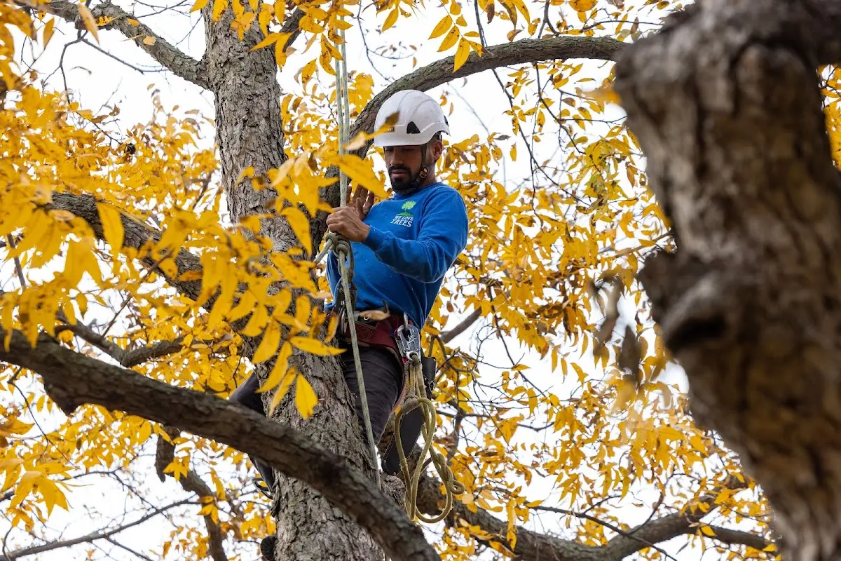 Skilled Tree Planting crew working in Chadron